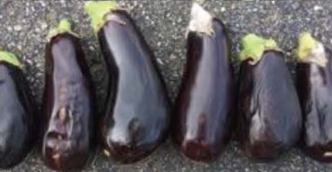 Michal eggplant stored at 73F