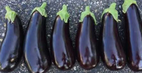 Fresh Michal eggplant