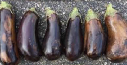 Nadia eggplant stored at 42f