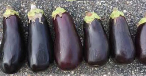 Nadia eggplant stored at 63f