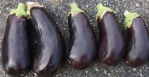 Nadia eggplant stored at 73f