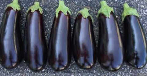 Freshly harvested nadia eggplant