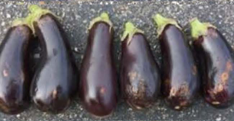 Traviata eggplant stored at 42f