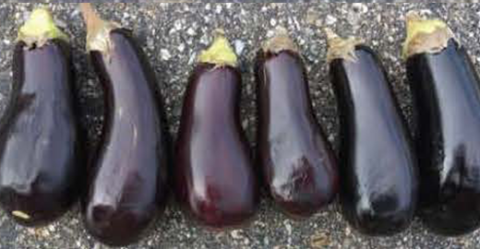 Traviata eggplant stored at 63f