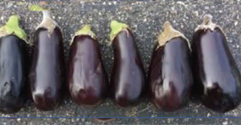 Traviata eggplant stored at 73f