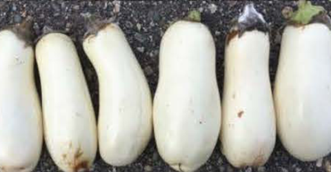 White Star eggplant stored at 63F