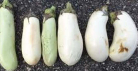 White Star eggplant stored at 73F