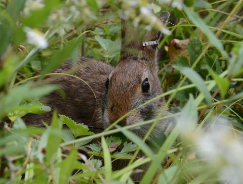 A photo of a New England cottontail hiding in its native shrubland habitat