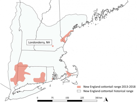 A map showing the New England cottontail's historic and current range in New England and New York