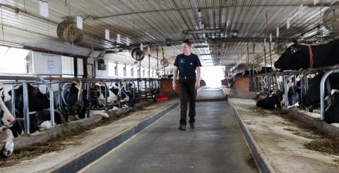 Rachel Dubanoski monitoring the cows at the Fairchild Dairy Research Center