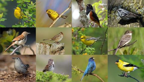 A collage of photos showing the 12 shrubland-obligate birds that share habitat with the new england cottontail