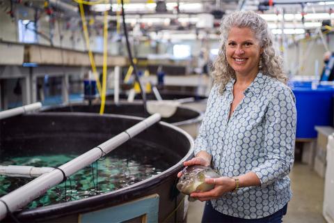 COLSA aquaculture researcher Elizabeth Fairchild holding a lumpfish