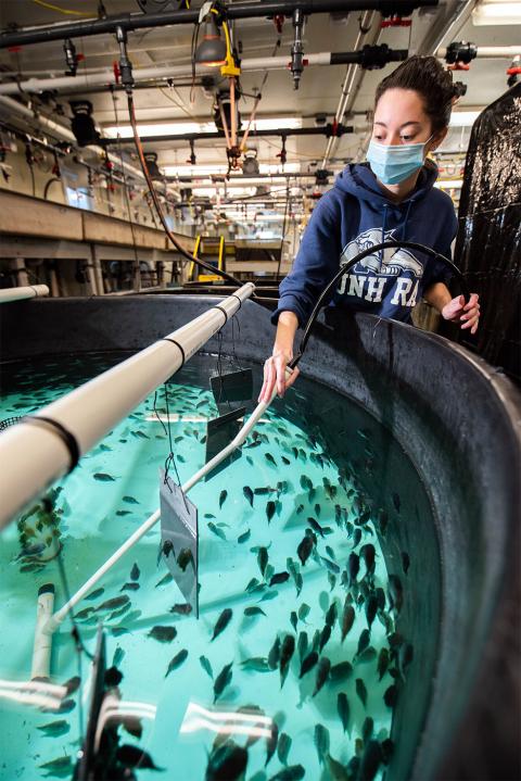 A COLSA student cleans a juvenile lumpfish tank.