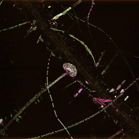 Microscopic imagery of duckweed