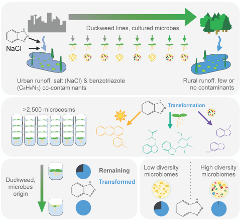 Graphic showing bioremediation role that duckweed, diverse microbiomes can support.