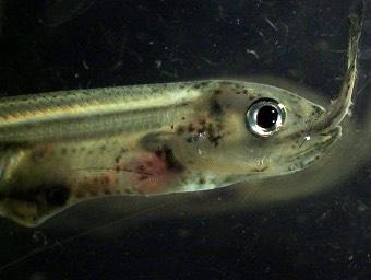 A cannibalistic rainbow smelt, as captured by a UNH aquaculture researcher.