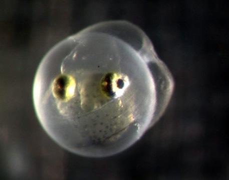 An image of a rainbow smelt embryo, taken by a UNH aquaculture researcher.