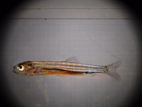 An image of an  alewife, 45 days old, taken by a COLSA aquaculture researcher.