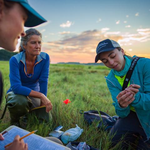 Undergraduate students work with a COLSA professor to identify birds in the field.
