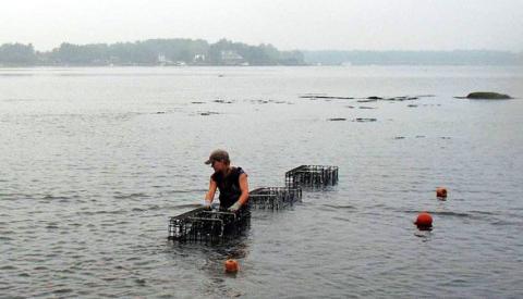 COLSA aquaculture researcher Krystin Ward moving oyster cages.