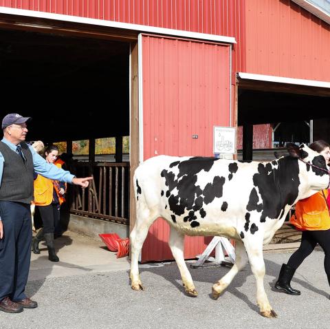 Andrew Conroy, professor of animal sciences at COLSA, directs UNH students as they lead cows out of the Fairchild Dairy Teaching and Research Center for an FFA event held earlier this year.