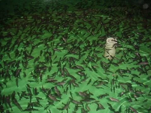 A photo of a tank full of juvenile black sea bass.