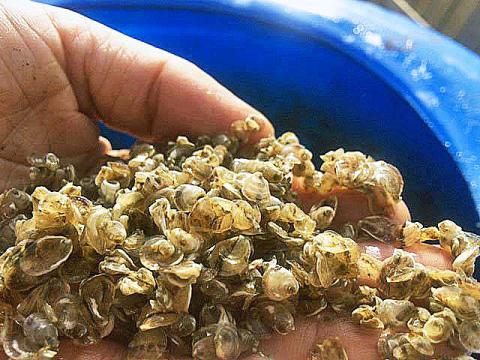 A COLSA aquaculture researcher holding up juvenile oysters, also known as seeds or seed oysters.