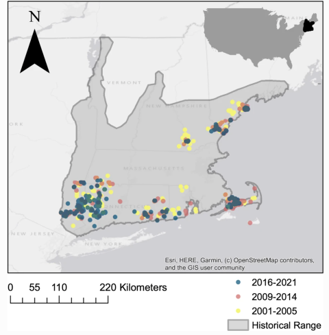 A map showing decline of New England cottontail distribution in the northeastern United States.
