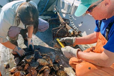 COLSA aquaculture researcher Ray Grizzle (right) and a student looking through oyster shells