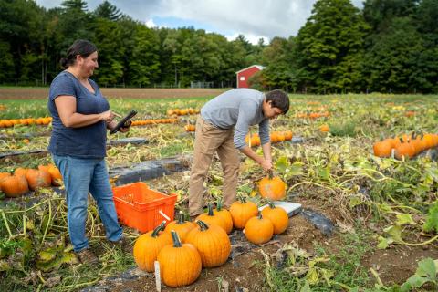 A photo of NHAES scientist Renee Goyette working with COLSA assistant professor Chris Hernandez on weighing pumpkins at UNH's Kingman Farm.