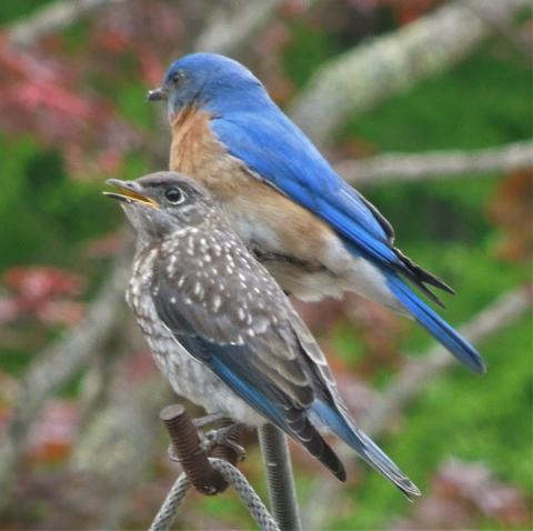 A brilliant blue bird in the background, in the foreground a mottled grayish-bluish bird, both standing a bird feeder pole.