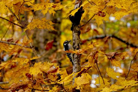 A woodpecker attached to a vertical tree and ringed by bright yellow maple flowers. Woodpecker is small, black and white.
