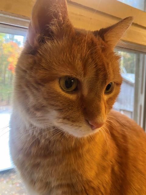 A tabby cat, orangish-brown, looking of to the side of the camera with a window in the background.