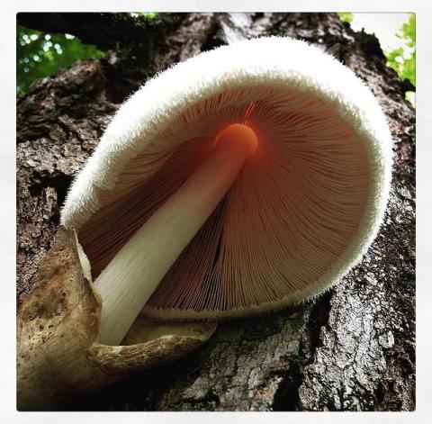 A mushroom, small cilia ringed around the edges of the mushroom, which grows out of a tree section.