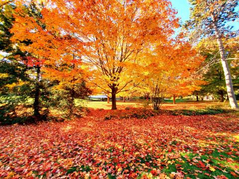 A bright yellow and orange tree, leaves still on it and below it, stands in the center. Red, yellow and orange leaves spread across the lawn, birch tree to the right of the center maple tree and a pine tree to the left.