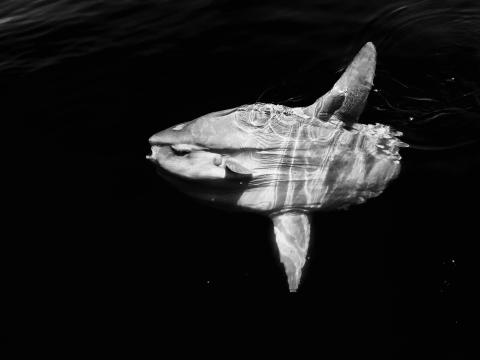A light fish in the center of the photo, surrounded by dark waters. The fish has fins above and below its body. Its light colored and shaped light an arrowhead.