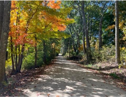 A dirt roadway, fall foliage hanging over the road.