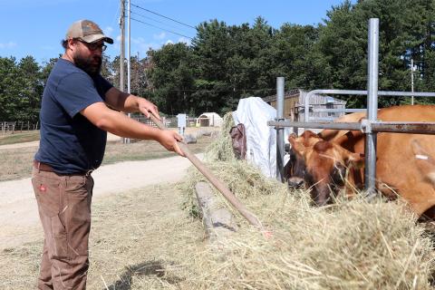A photo of a white male with a blue shirt, brown pants and a hat pitching hay to brown cows using a pitchfork