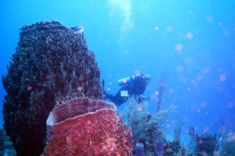 An underwater photo showing two sea sponges in the foreground. The foremost sponge is reddish-brown and has a wide-open top. The farthest sponge is darker in color and has a wide-open top. Behind both sponges is a scuba diver in the background.