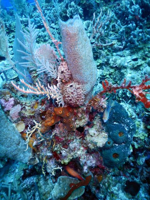 An underwater photo of a mass of sea sponges. The coral and sponge in the center is a mix of red, brown, white, and blue. The coral surrounding this grouping is bluish-green in color.