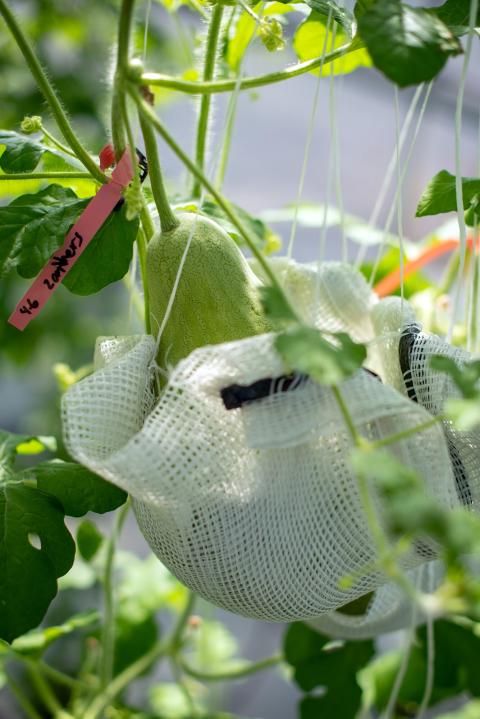 A photo of a cucurbit growing at the Macfarlane Greenhouse. The unripened squash hangs in a mesh basket.