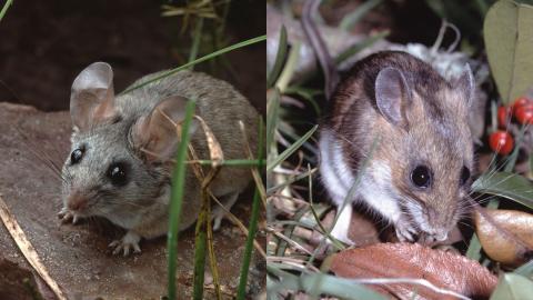A photo of two mice in two side-by-side images. The cactus mouse on the left is grey in color, big ears, and big black eyes. The deer mouse on the right is browner on top, white below, with smaller dark eyes and smaller ears. The deer mouse is eating.