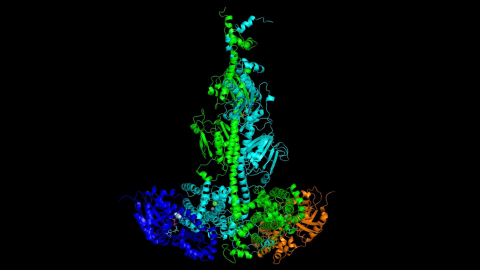 A three-dimensional model of the PDE6 protein.