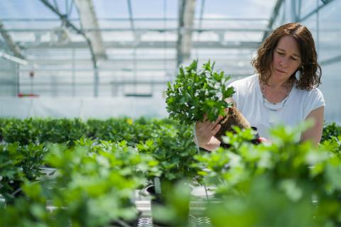 A photo of NHAES researcher Anissa Poleatewich working in the Macfarlane Greenhouses at UNH. Anissa is holding up a potted plant and inspecting the soil base. Other potted plants surround her.