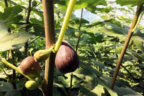 A photo of a pair of unripened figs, brownish-purple in color and hanging on to a green fig plant.