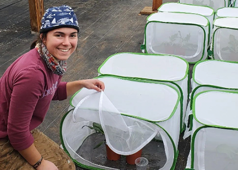 A student works in the UNH Greenhouses on an experiment into aphid management.