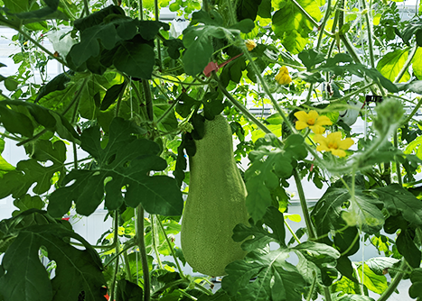 An image of watermelons hanging from a vine at the UNH greenhouses.