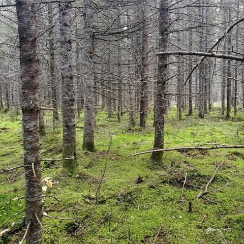 A stand of balsam firs (showing just the trunks) growing in a carpet of moss. 