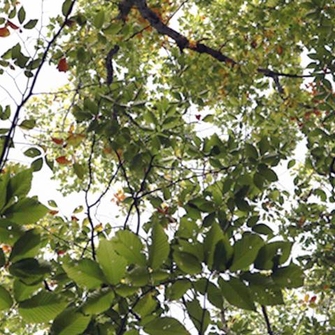 A photo looking up through the forest canopy. Branches covered with leaves show, with sections of sky shining through.