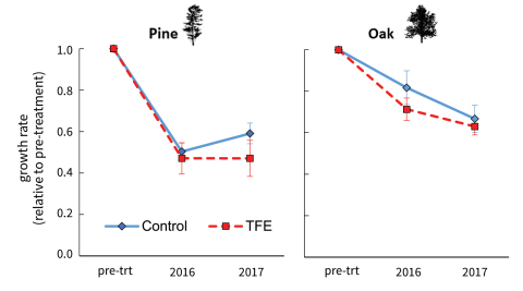 Wood growth (basal area increment in the first two treatment years relative to the last 5 years prior to the start of treatment) was reduced severely during the 2016 drought in both control and treatment pines.